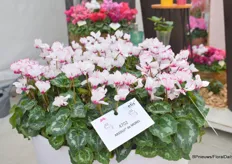 Absolu de Morel is a commercial variety if which demand exceeds supply. “Ggreat demand and positive acceptance in garden Center. Probably one of the strongest scented varieties in the cyclamen segment.”